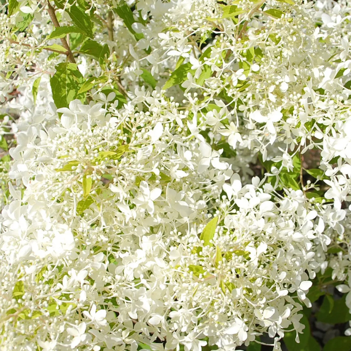 Hortensia paniculé Dentelle de Gorron ® - Une floraison nuage tout l'été
