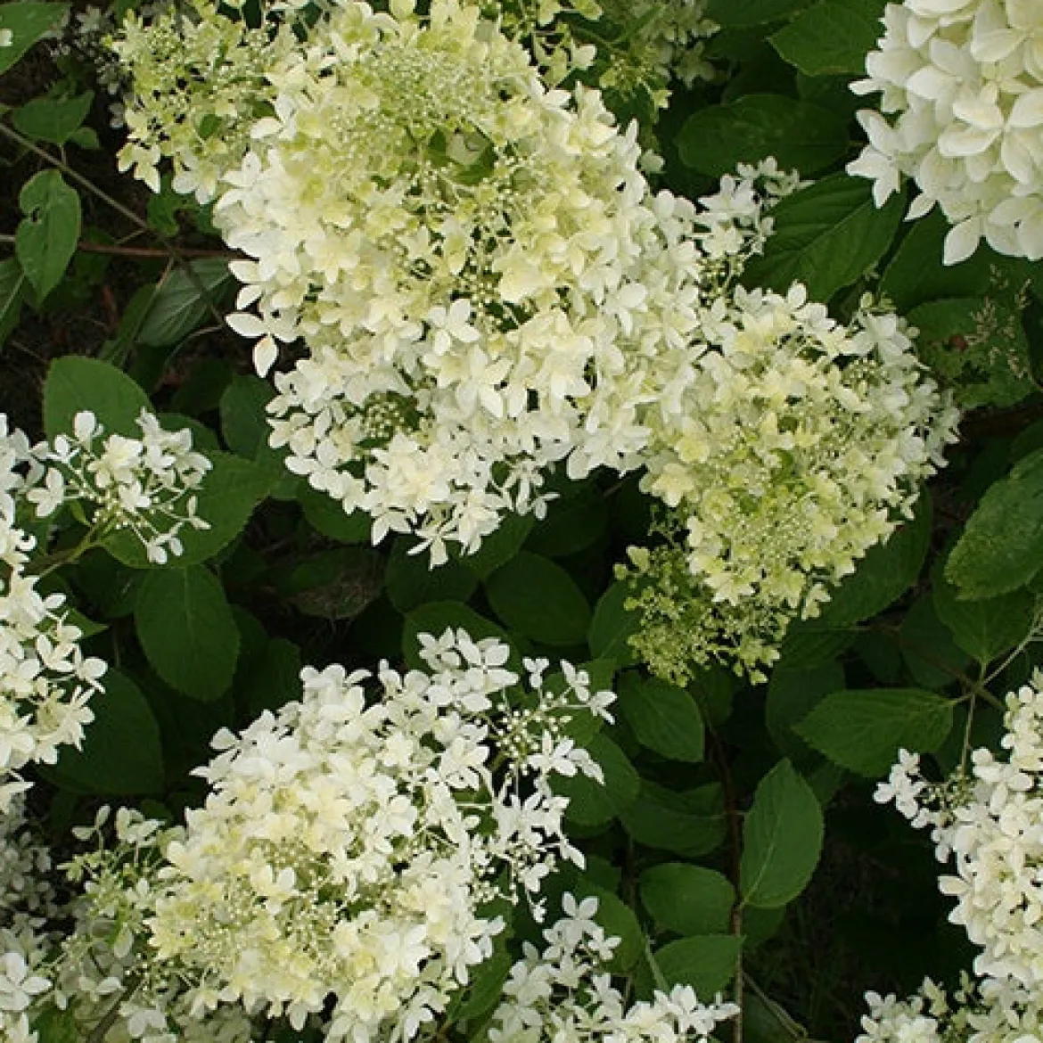 Hortensia paniculé Dentelle de Gorron ® - Une floraison nuage tout l'été