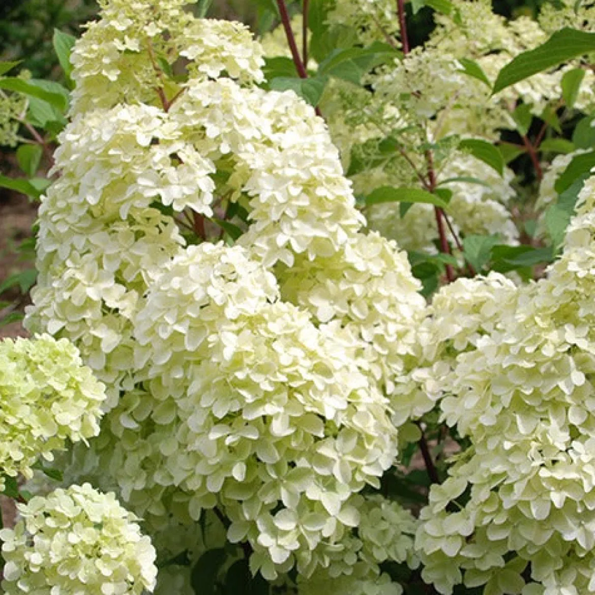 Hortensia paniculé Diamantino® - Floraison XXL sans effort