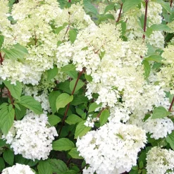 Hortensia paniculé Diamantino® - Floraison XXL sans effort