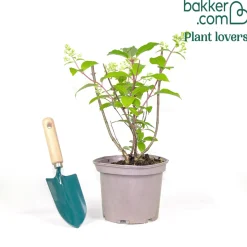 Hortensia paniculé Diamantino® - Floraison XXL sans effort
