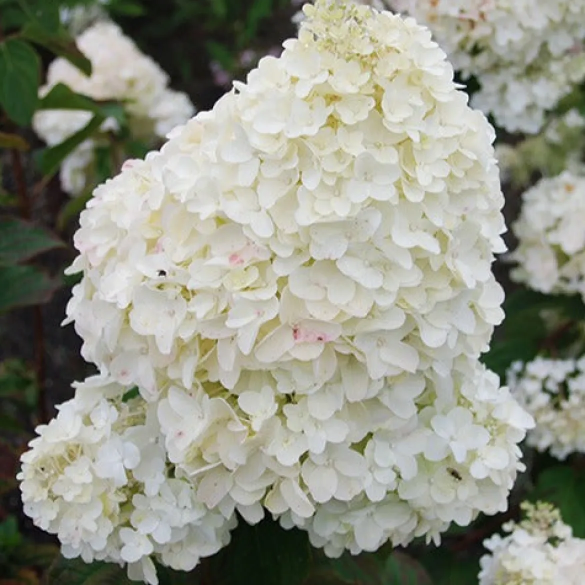 Hortensia paniculé Dolly - Un nuage de fleurs tout l'été