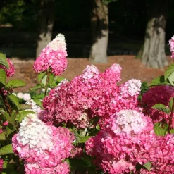 Hortensia paniculé Fraise Melba® Renba - Blanc puis rose flamboyant