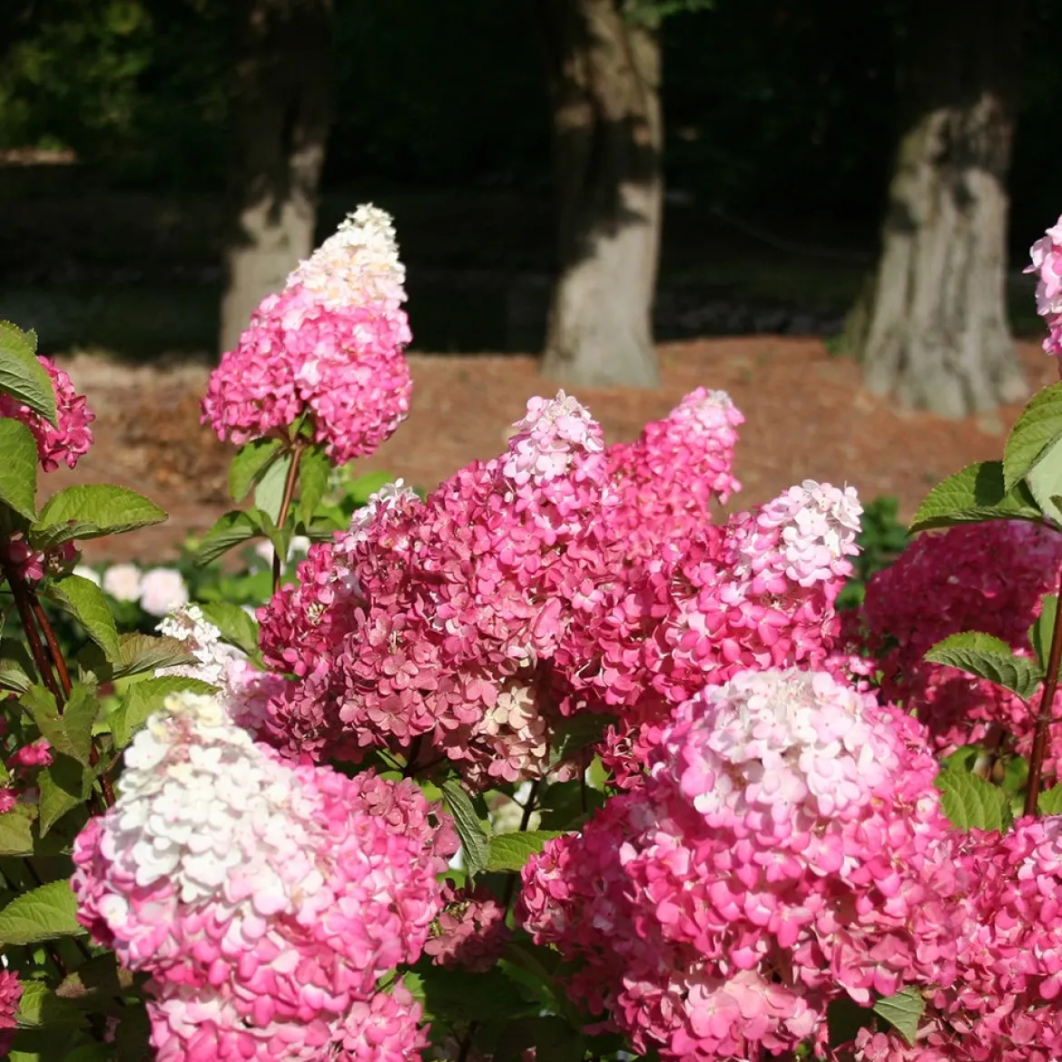 Hortensia paniculé Fraise Melba® Renba - Blanc puis rose flamboyant