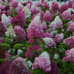 Hortensia paniculé Fraise Melba® Renba - Blanc puis rose flamboyant
