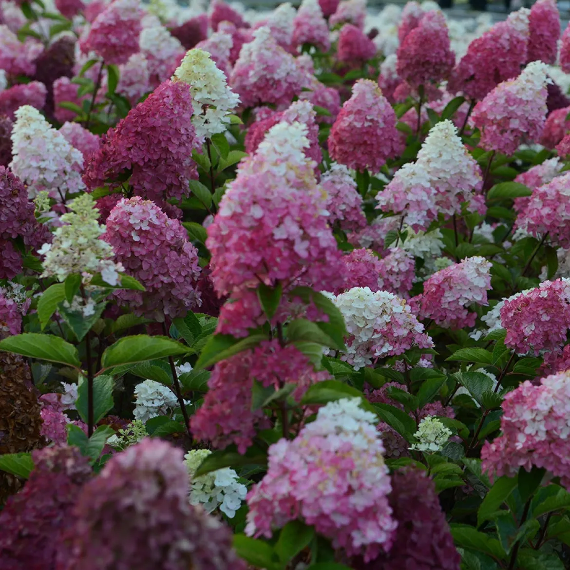 Hortensia paniculé Fraise Melba® Renba - Blanc puis rose flamboyant