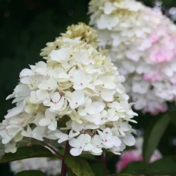 Hortensia paniculé Fraise Melba® Renba - Blanc puis rose flamboyant