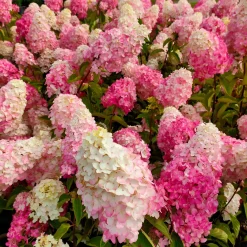 Hortensia paniculé Fraise Melba® Renba - Blanc puis rose flamboyant