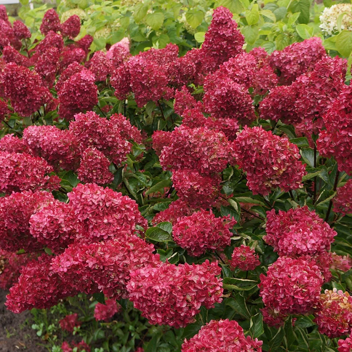 Hortensia paniculé Fraise Melba® Renba - Blanc puis rose flamboyant