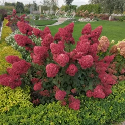 Hortensia paniculé Framboisine® 'Rensam' - Du blanc au rose framboise