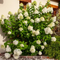 Hortensia paniculé Limelight® - Des fleurs vert citron unique