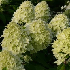 Hortensia paniculé Magical® Candle - Fleurs qui changent de couleur