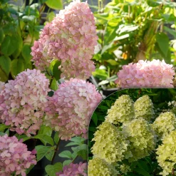 Hortensia paniculé Magical® Candle - Fleurs qui changent de couleur