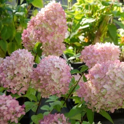 Hortensia paniculé Magical® Candle - Fleurs qui changent de couleur