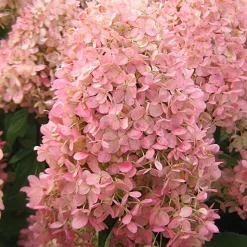 Hortensia paniculé Magical® Candle - Fleurs qui changent de couleur