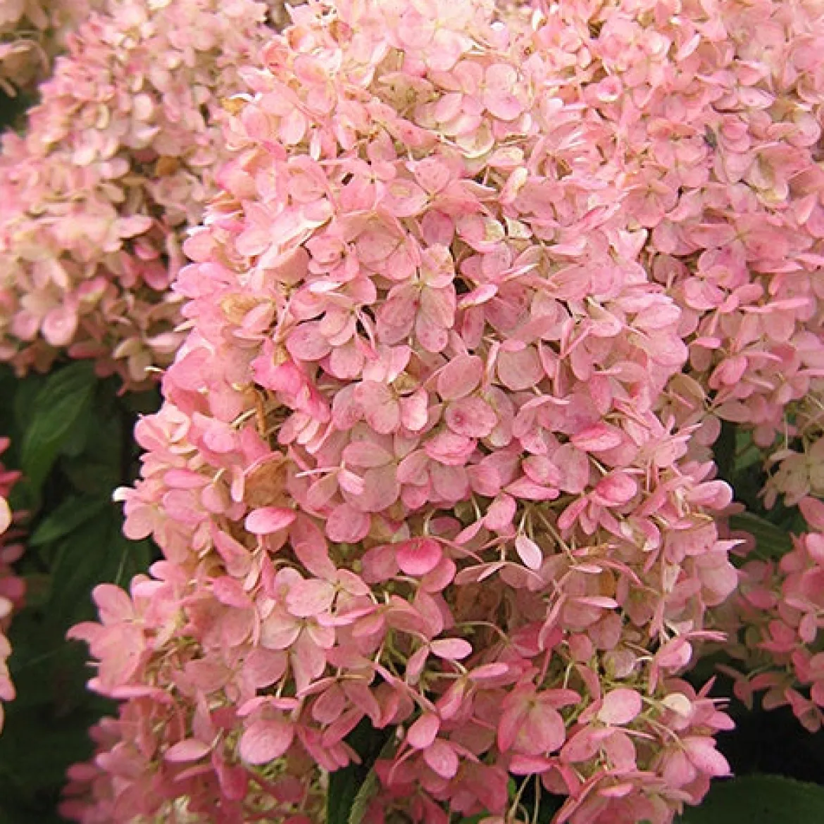 Hortensia paniculé Magical® Candle - Fleurs qui changent de couleur