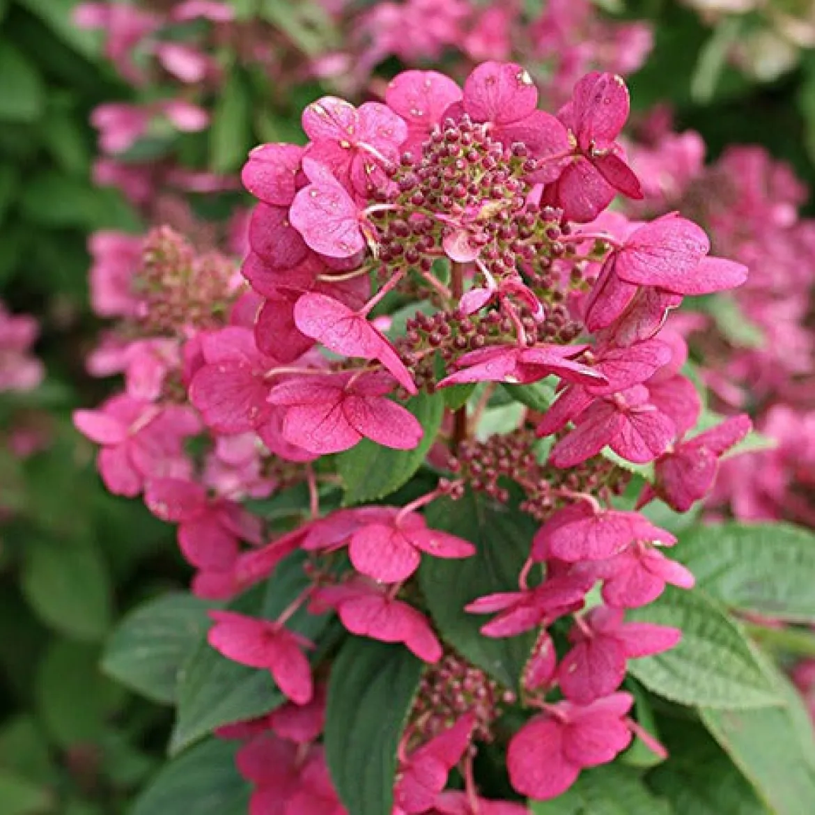 Hortensia paniculé Magical ® Fire - Des fleurs qui virent au rouge