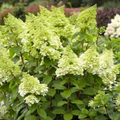 Hortensia paniculé Magical® Moonlight - Fleurs qui changent de couleur