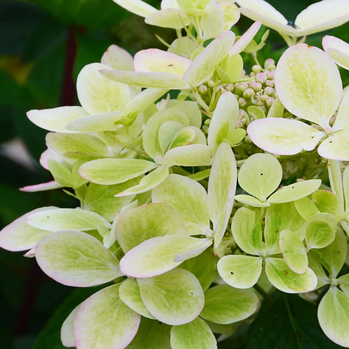 Hortensia paniculé PASTELGREEN® Renxolor - Le vert tendre en un été