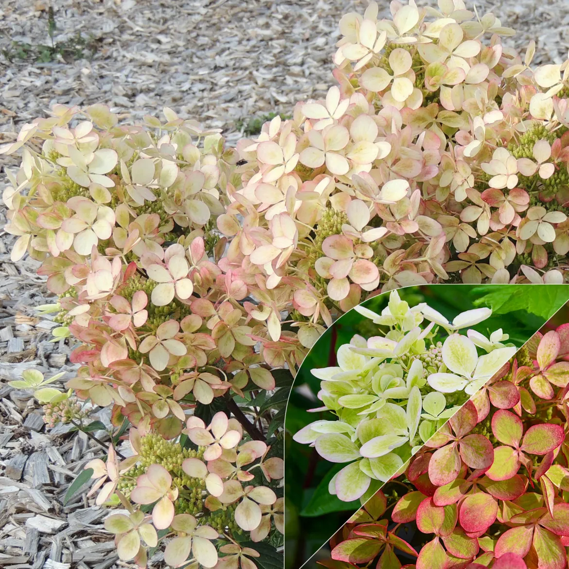 Hortensia paniculé PASTELGREEN® Renxolor - Le vert tendre en un été