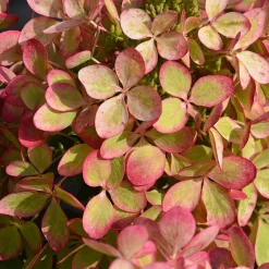 Hortensia paniculé PASTELGREEN® Renxolor - Le vert tendre en un été