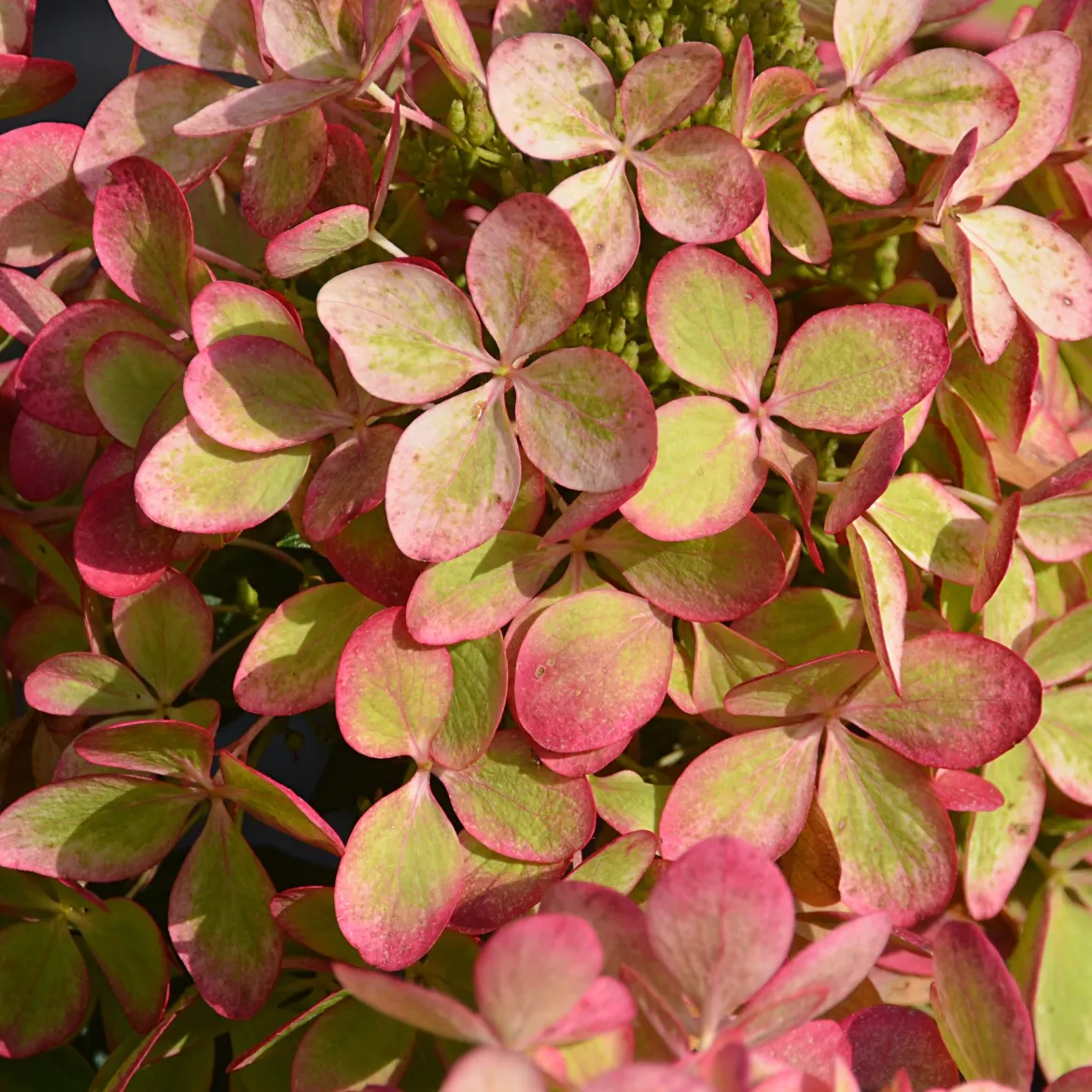 Hortensia paniculé PASTELGREEN® Renxolor - Le vert tendre en un été