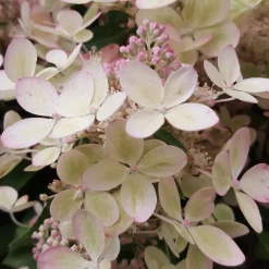 Hortensia paniculé PASTELGREEN® Renxolor - Le vert tendre en un été