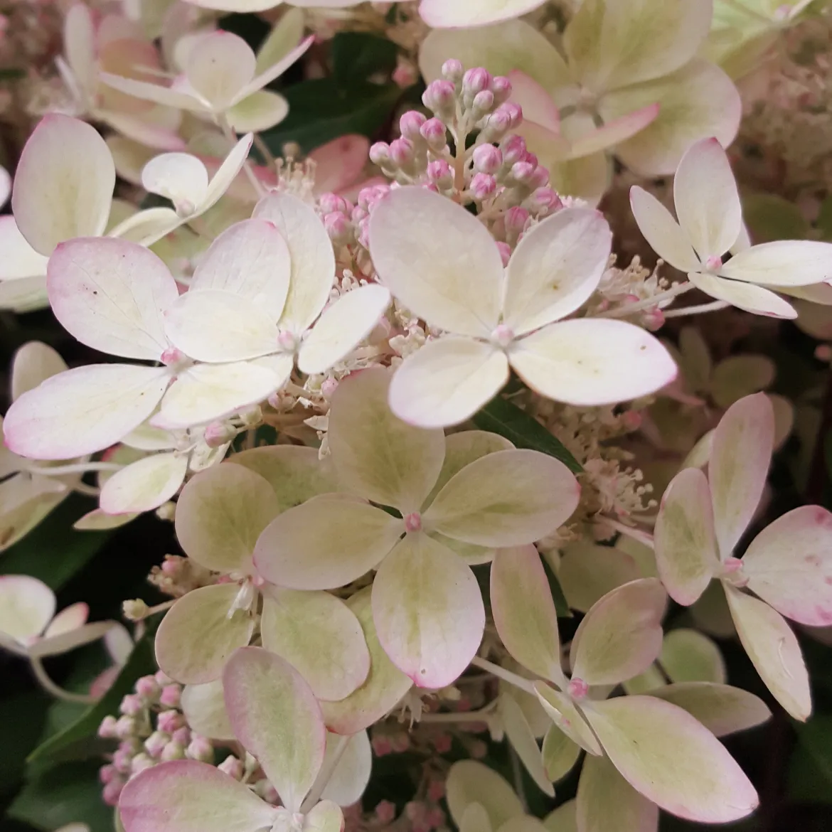 Hortensia paniculé PASTELGREEN® Renxolor - Le vert tendre en un été