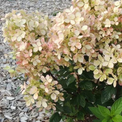 Hortensia paniculé PASTELGREEN® Renxolor - Le vert tendre en un été