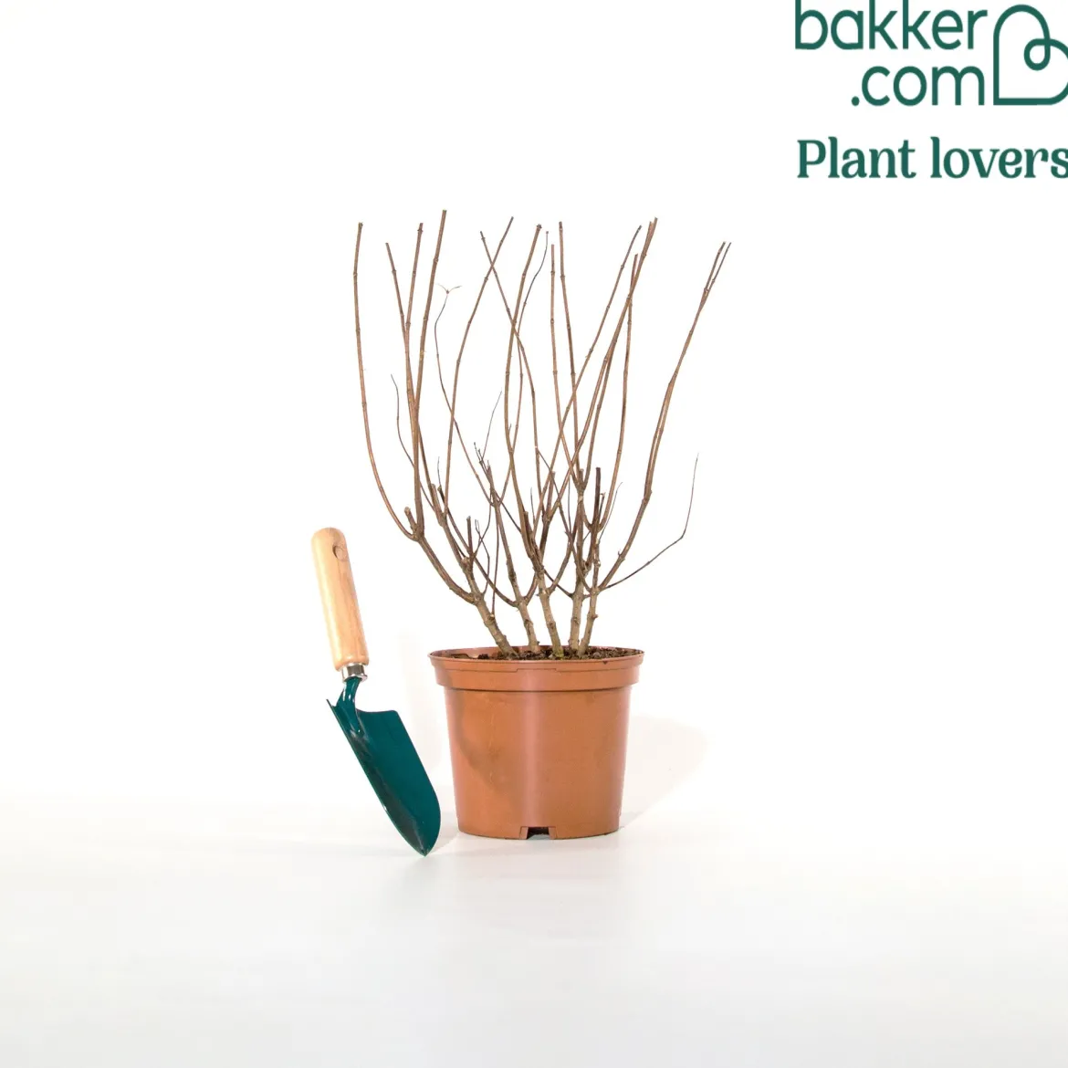 Hortensia paniculé PASTELGREEN® Renxolor - Le vert tendre en un été