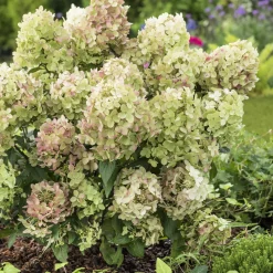 Hortensia paniculé PETITE® Star - Petit format, grosse floraison