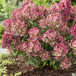 Hortensia paniculé PETITE® Star - Petit format, grosse floraison