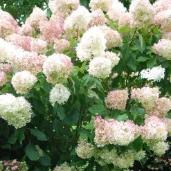 Hortensia paniculé Phantom - Des fleurs géantes tout l'été