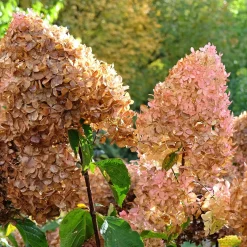 Hortensia paniculé Phantom - Des fleurs géantes tout l'été