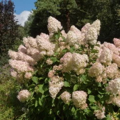 Hortensia paniculé Phantom - Des fleurs géantes tout l'été