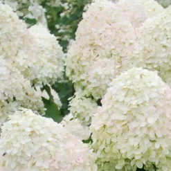 Hortensia paniculé Phantom - Des fleurs géantes tout l'été