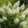 Hortensia paniculé Pink Lady - Des fleurs qui rosissent seules