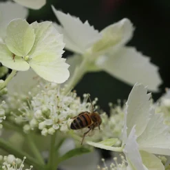 Hortensia paniculé Pink Lady - Des fleurs qui rosissent seules