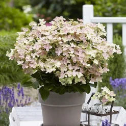 Hortensia paniculé Polestar® - Fleurs XXL tout l'été