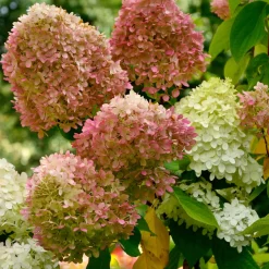 Hortensia paniculé Romantic Ace® Renvagor - Des fleurs blanches tout l'été
