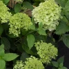 Hortensia paniculé Ruby Angels Blush - Des fleurs qui rougissent