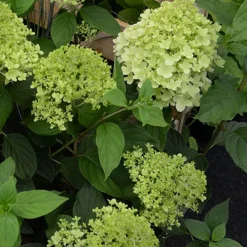 Hortensia paniculé Ruby Angels Blush - Des fleurs qui rougissent
