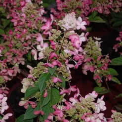 Hortensia paniculé Ruby Angels Blush - Des fleurs qui rougissent