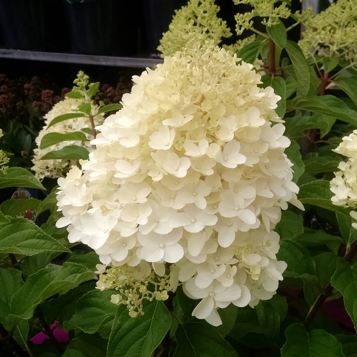Hortensia paniculé 'Silver Dollar' - Des fleurs XXL sans effort