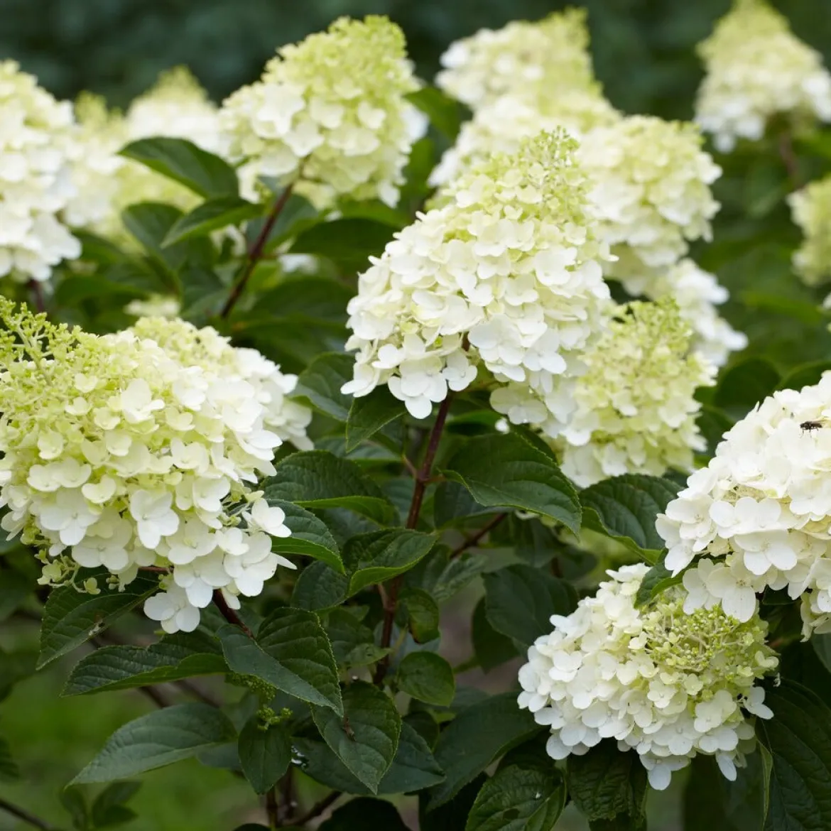 Hortensia paniculé 'Silver Dollar' - Des fleurs XXL sans effort
