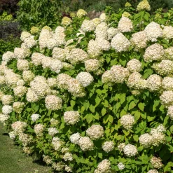 Hortensia paniculé 'Silver Dollar' - Des fleurs XXL sans effort