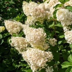 Hortensia paniculé 'Silver Dollar' - Des fleurs XXL sans effort