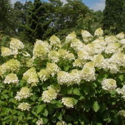 Hortensia paniculé 'Silver Dollar' - Des fleurs XXL sans effort