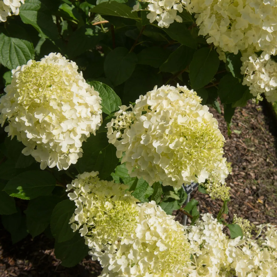 Hortensia paniculé 'Silver Dollar' - Des fleurs XXL sans effort