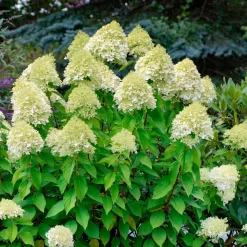 Hortensia paniculé 'Silver Dollar' - Des fleurs XXL sans effort